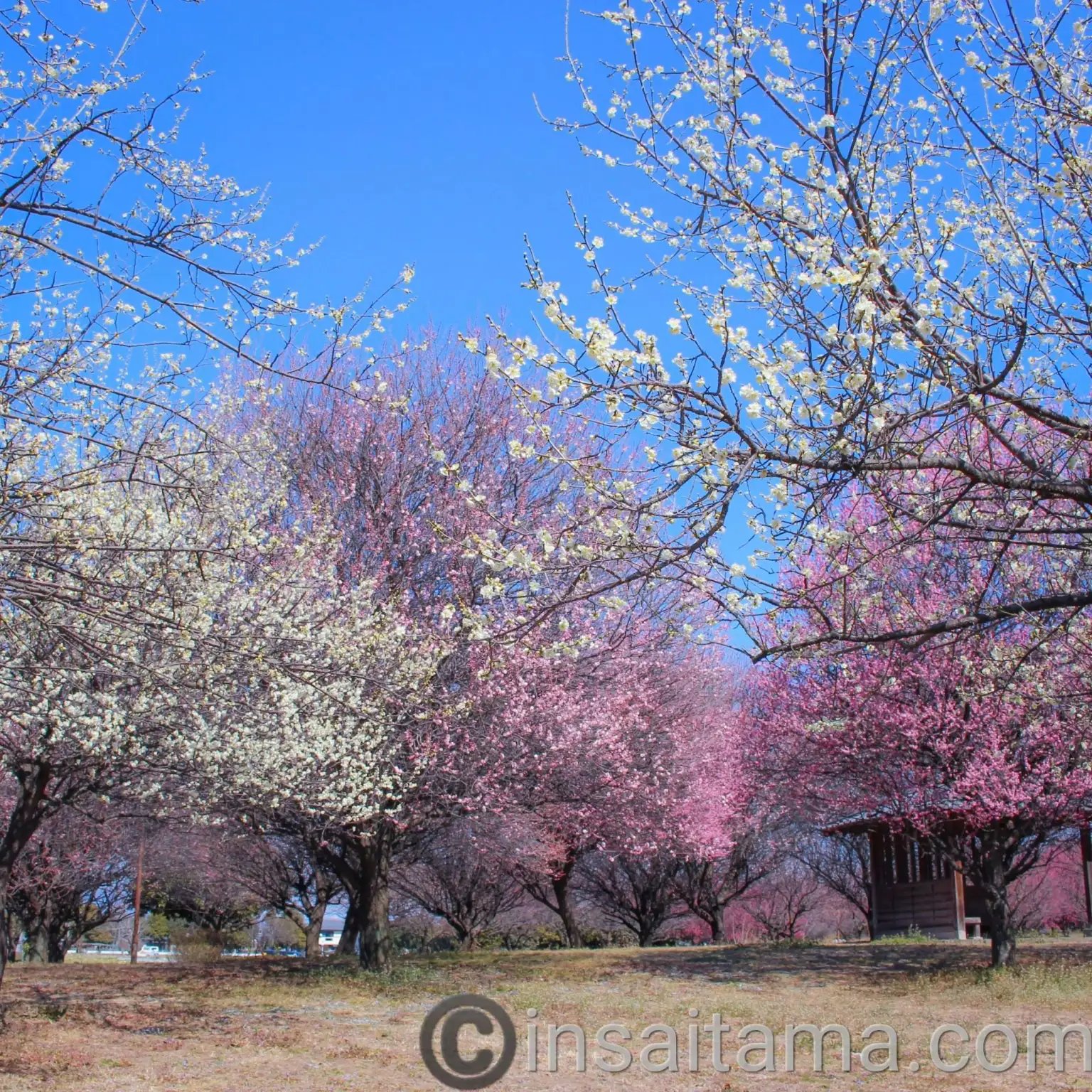 🌸 고시가야 매화 공원 (코시가야 바이린 코엔) 이미지 9
